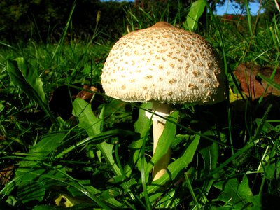 Parasol boletes mushroom harvest