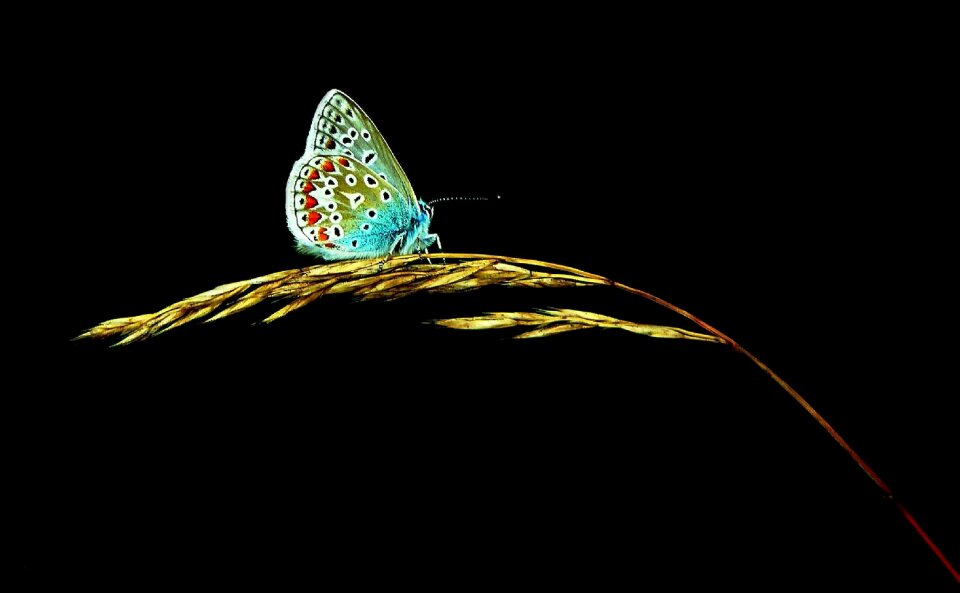Restharrow's blue insect grass