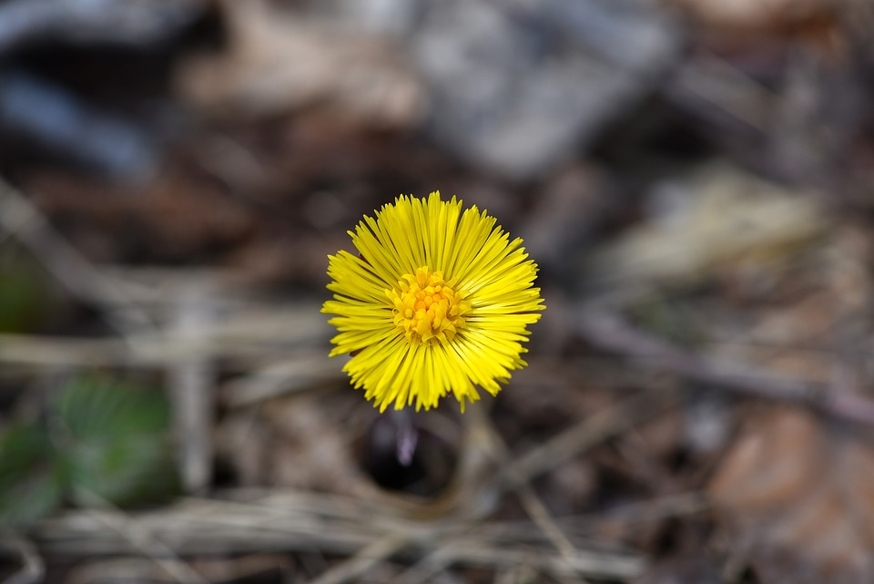 Early bloomer forest flower pointed flower