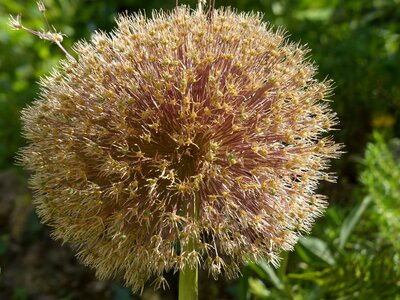Bloom dry inflorescence