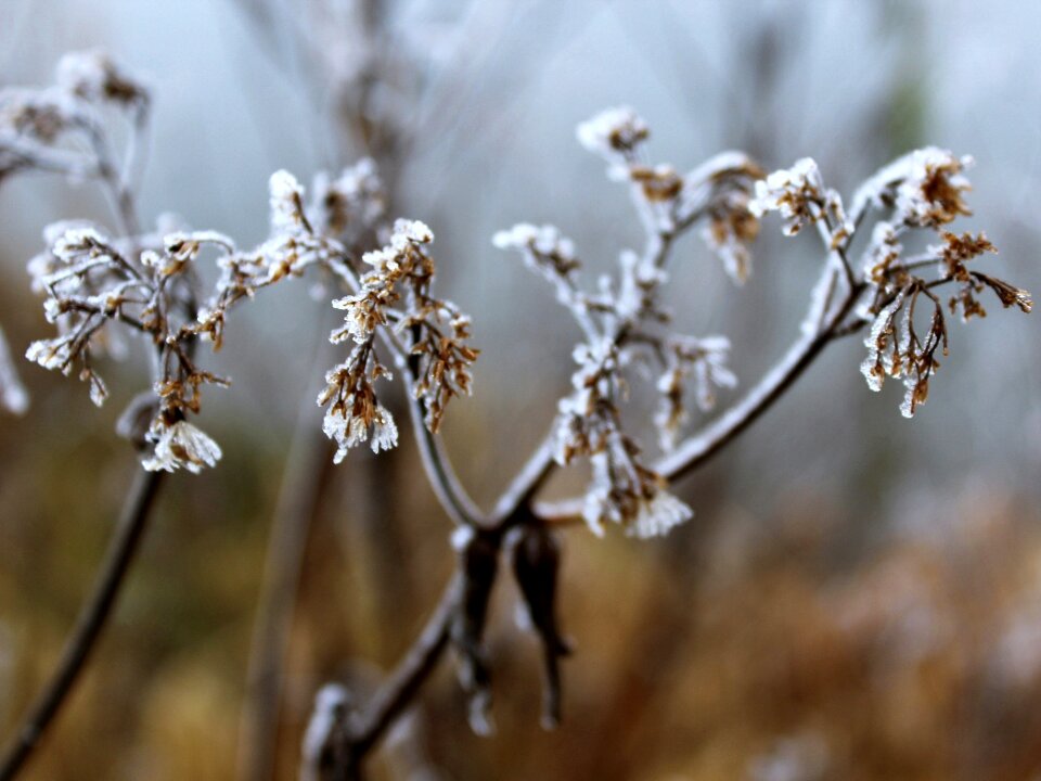 Winter cold leaves
