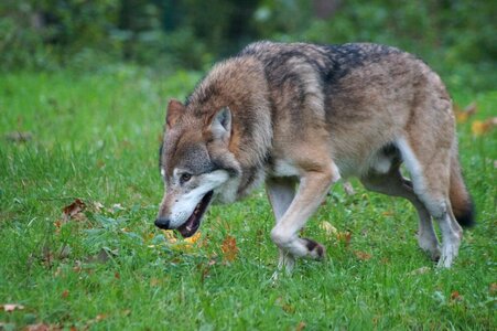 Animal world furry hunter