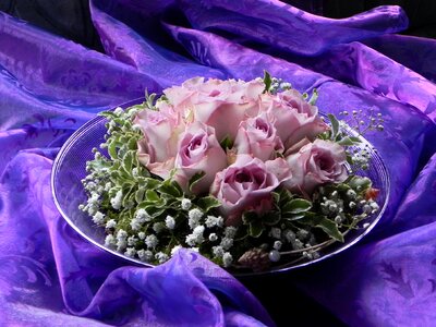 Plant pink romance