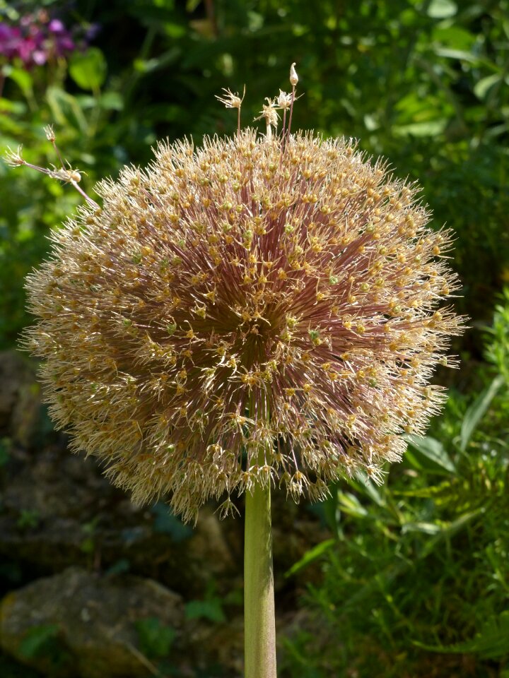 Bloom dry inflorescence