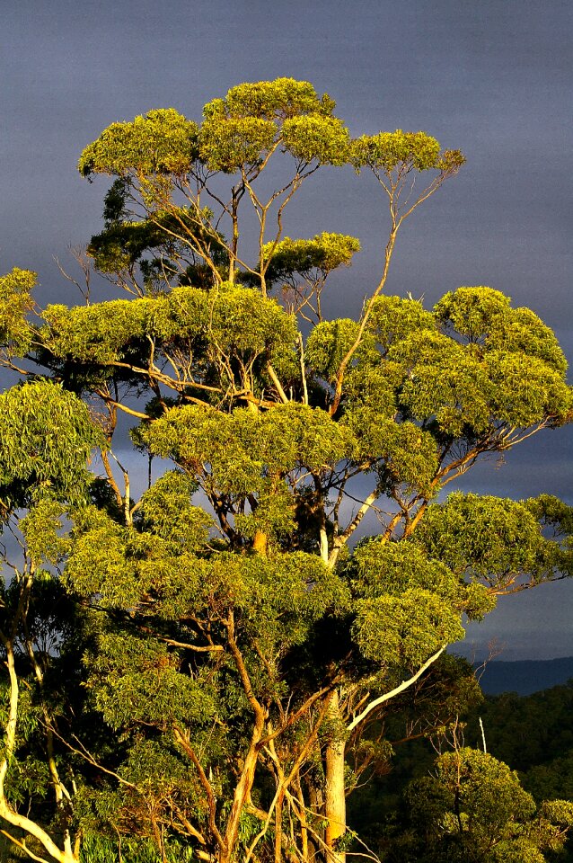 Forest australia green