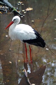 Bird rattle stork storks photo