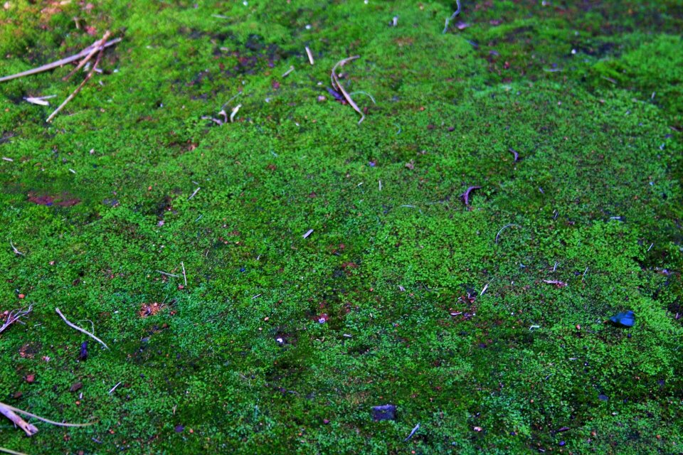 Natural spring landscape