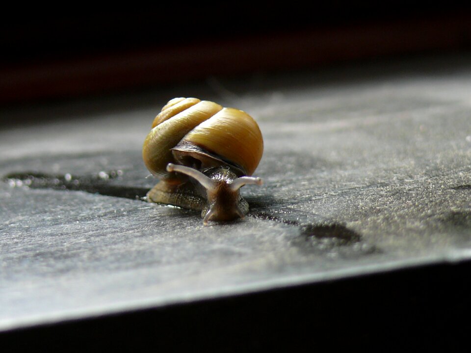 Casing yellow land snail