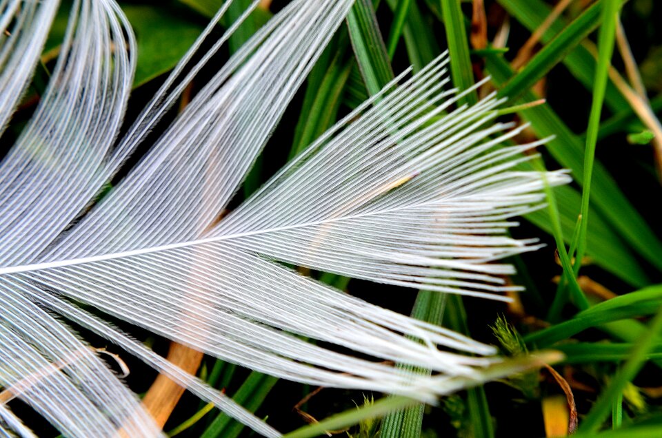 Birds plumage wildlife