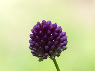 Bloom flower purple