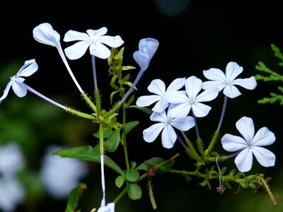 Light blue cape europaea plumbago auriculata