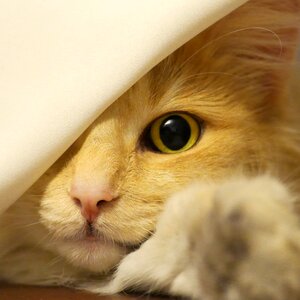 Face cat's eyes pet