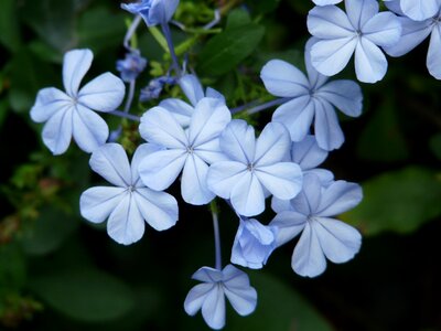 Cape europaea plumbago auriculata plumbago capensis thunb