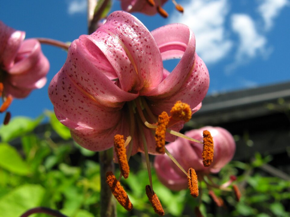 Bloom nature summer