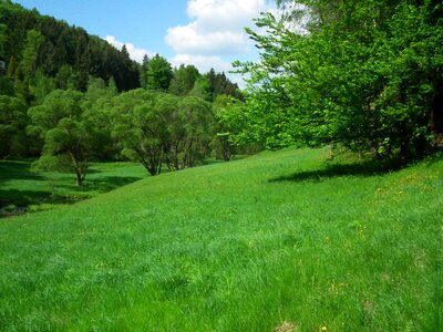 Grass meadow spring