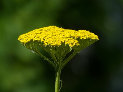 Bloom yellow achillea filipendulina
