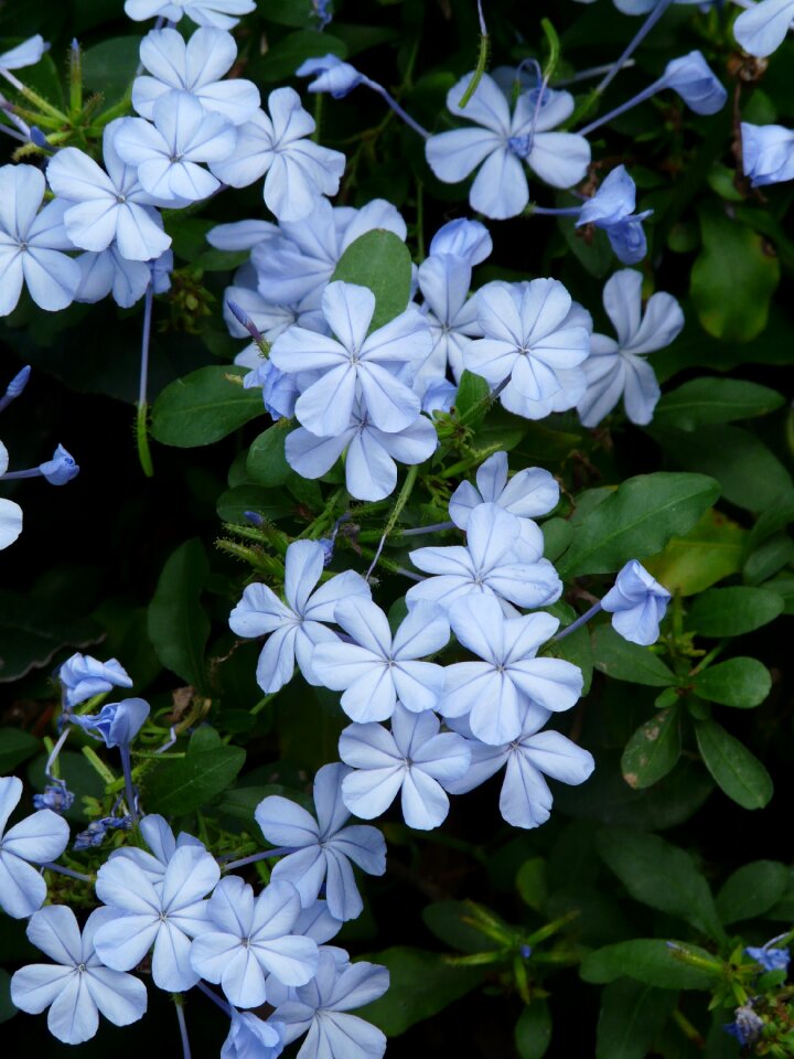 Light blue cape europaea plumbago auriculata