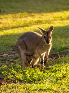 Pouch mother and baby australia photo