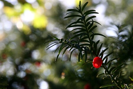 Fruit berry red
