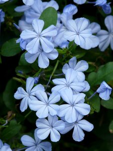 Light blue plumbago auriculata plumbago capensis thunb