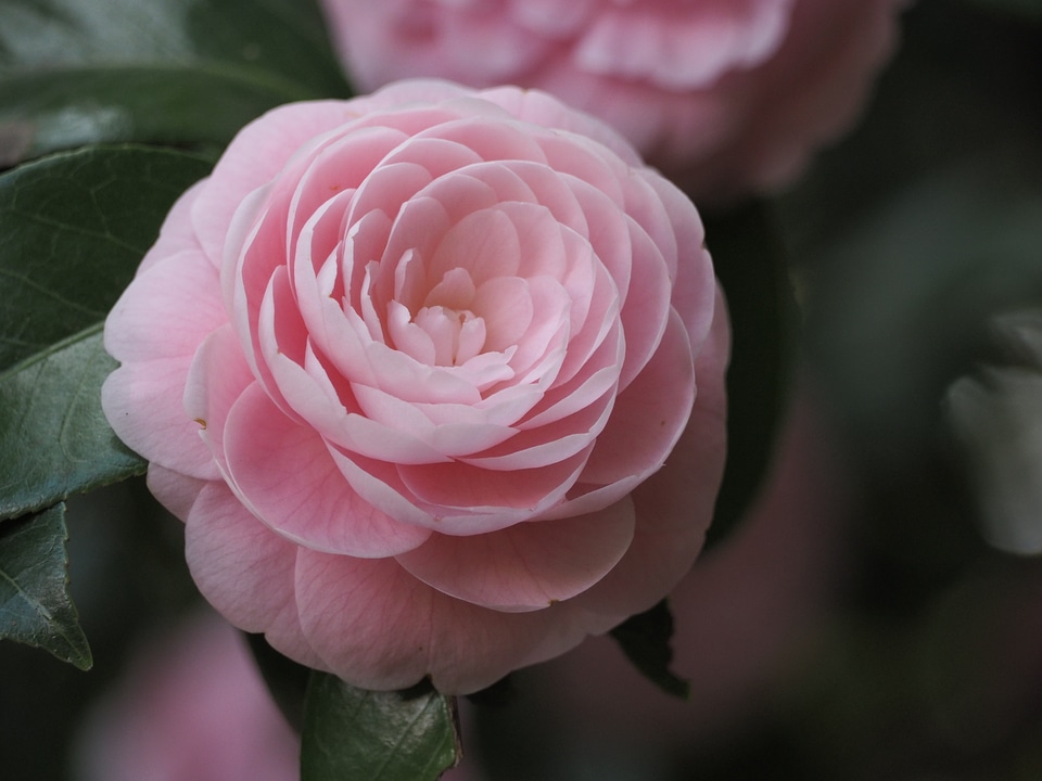 Camellia flowers pink