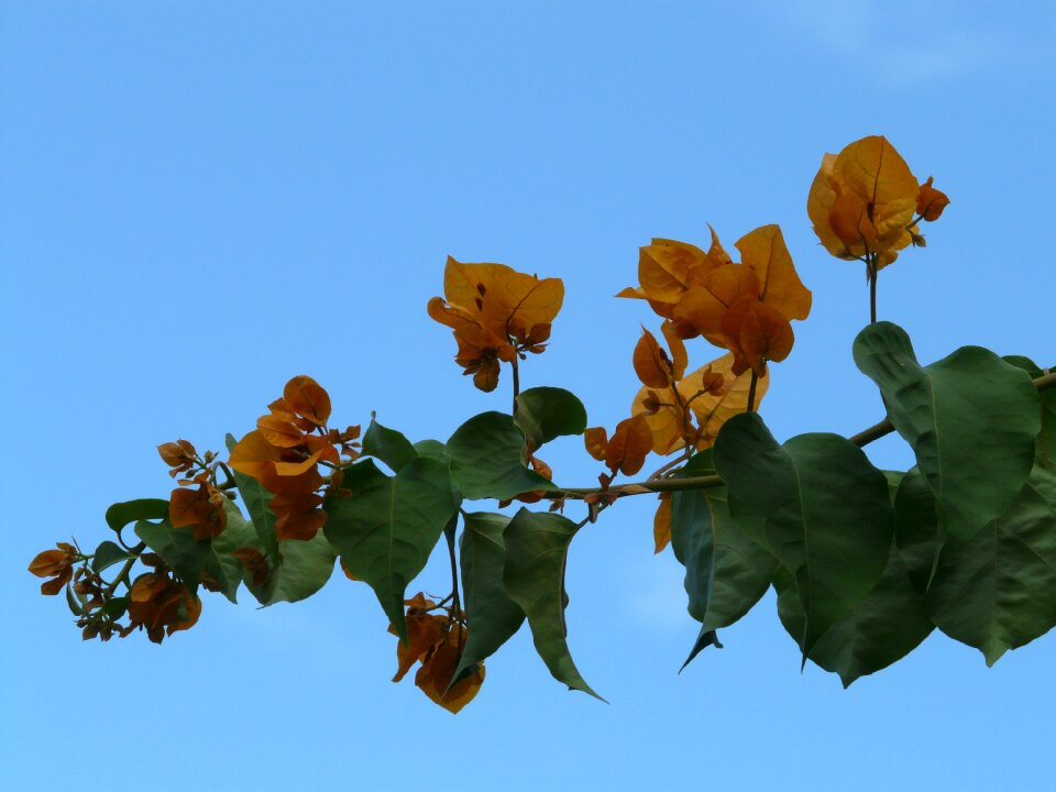 Flower blossom bloom