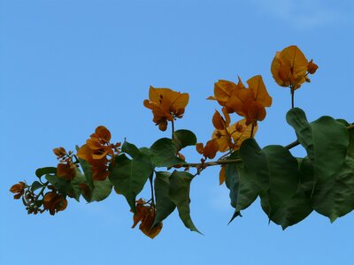 Flower blossom bloom