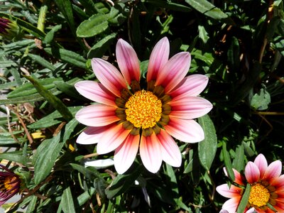 Blossom floral bloom