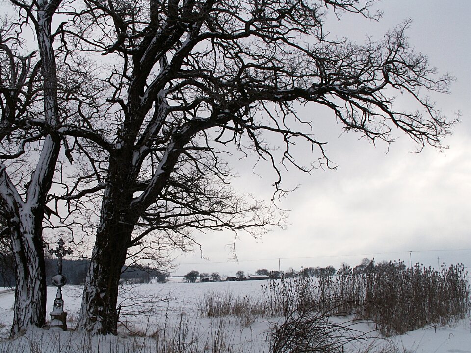 Snowy cross dry grass