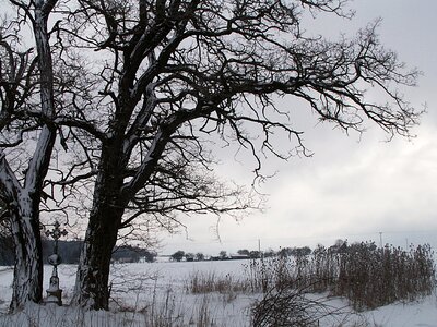 Snowy cross dry grass