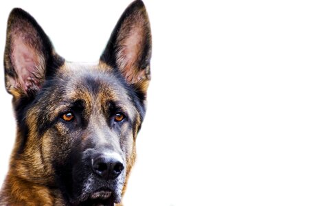 German alsatian close-up photo