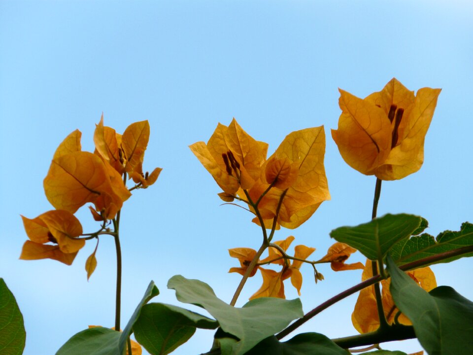 Orange flower blossom