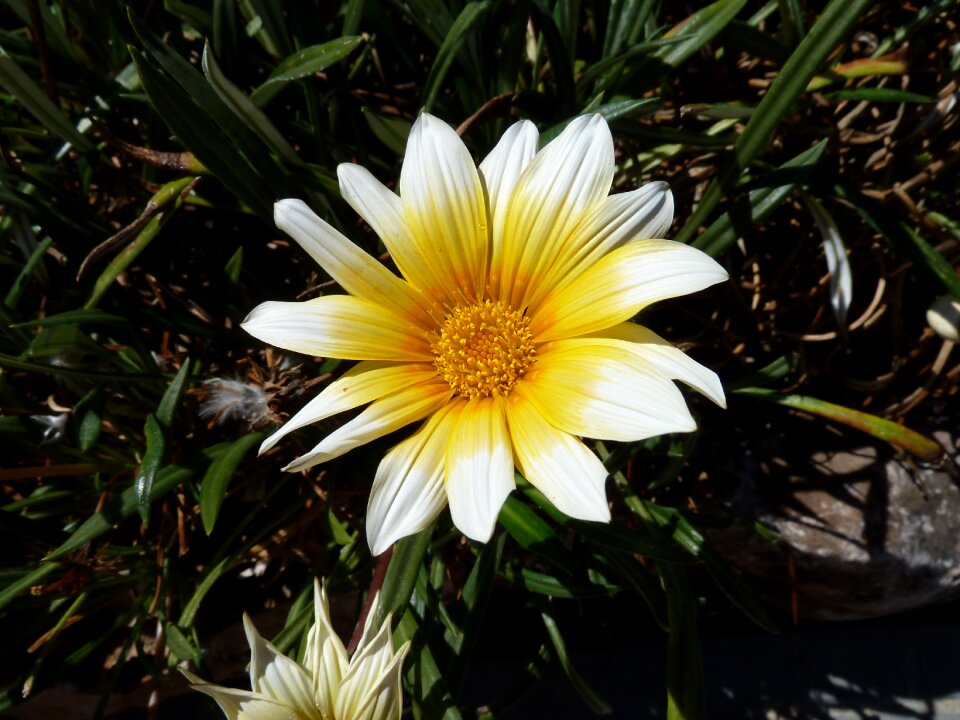 Blossom floral bloom