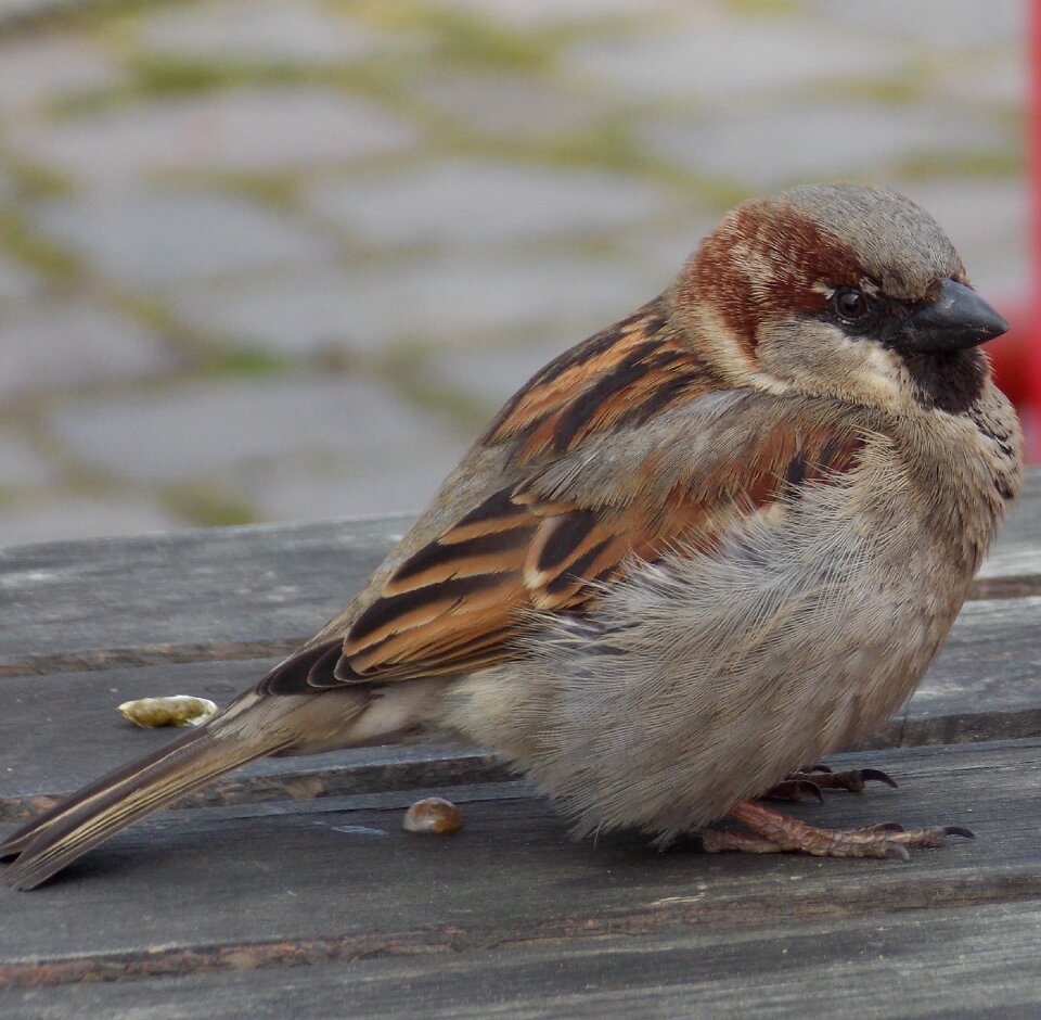 Sperling bird close up