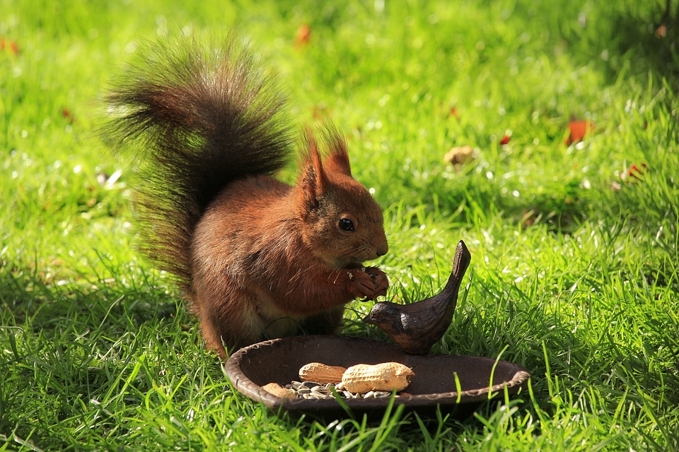 Garden eat cute