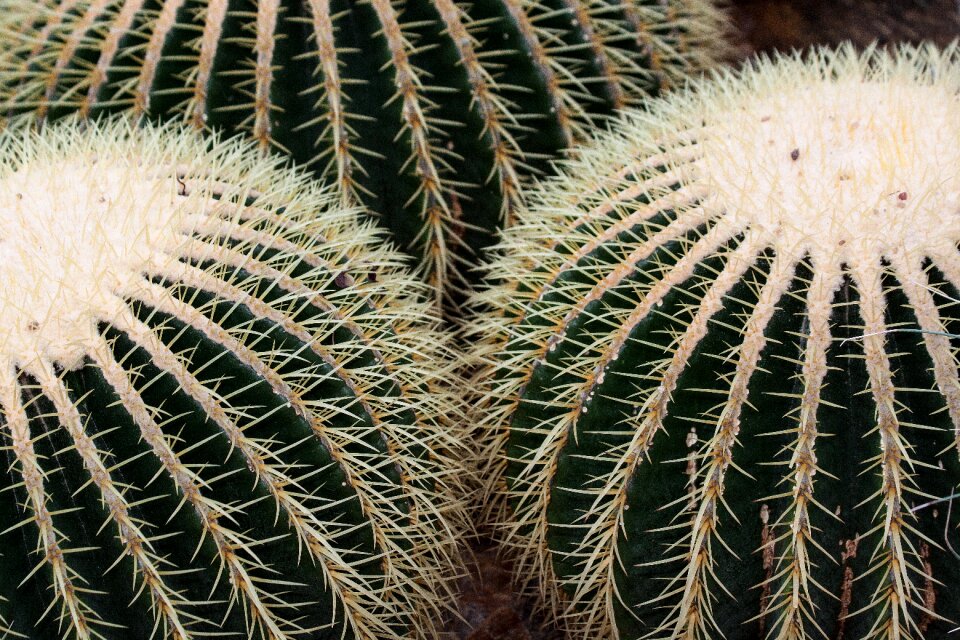 Globose prickly golden ball cactus