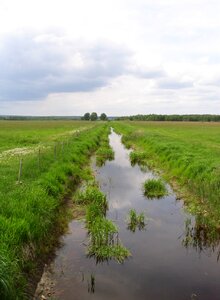 Grass nature wetland photo