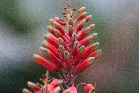 Subfamily asphodelus family inflorescence
