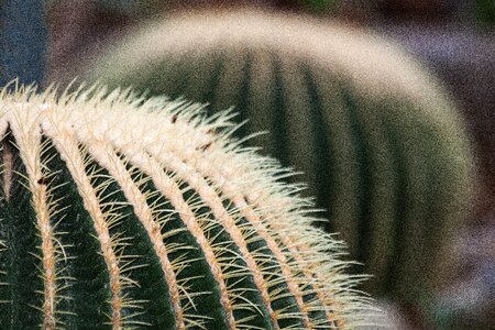 Globose prickly golden ball cactus