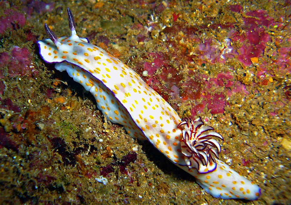 Diving underwater world water