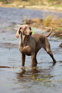 Snout water wet photo