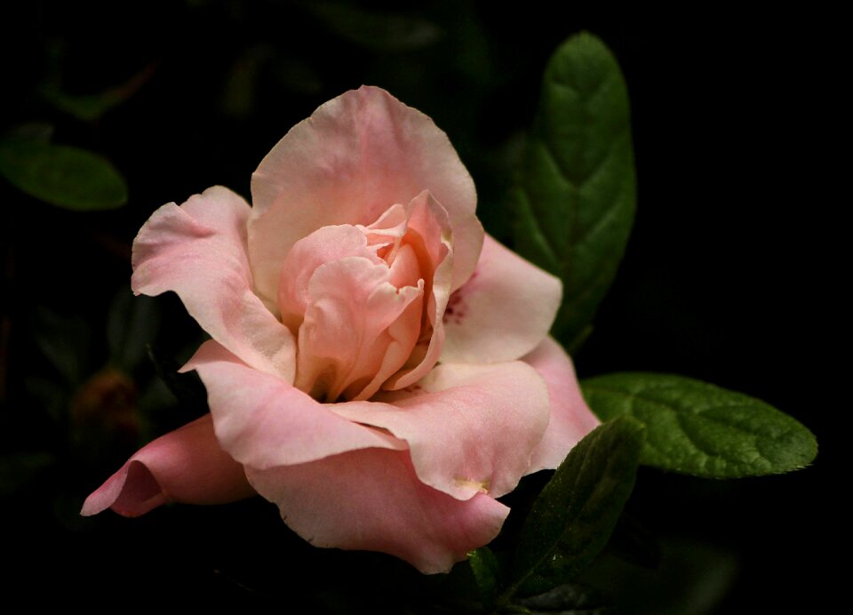 Plant natural blossom