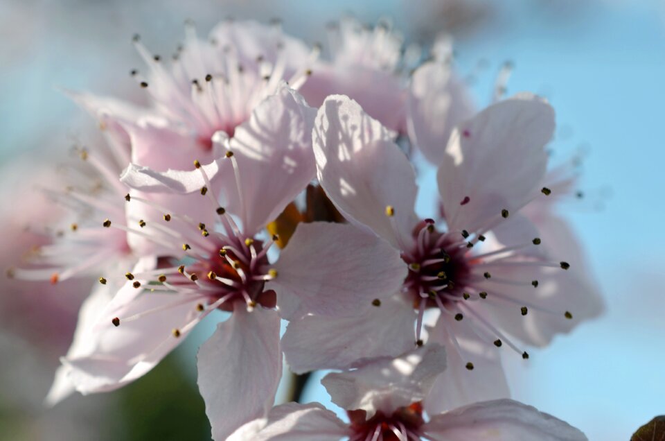 Blossom bloom bee