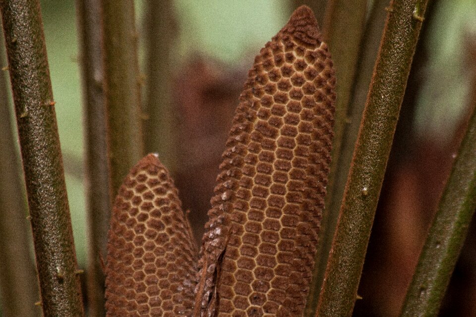 Two male plant tap