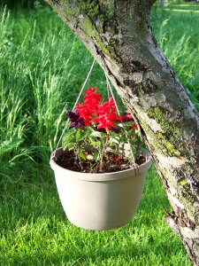 Potted plants summer photo