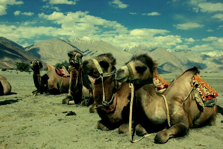 Desert india tibet photo