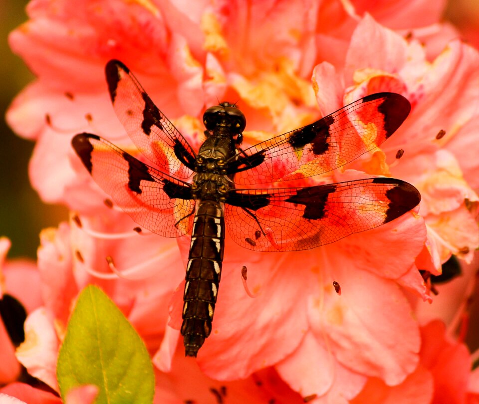Wing wildlife bug