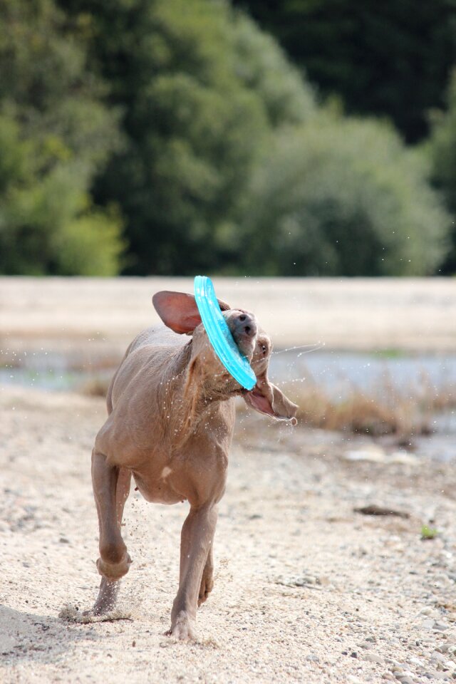 Snout water wet