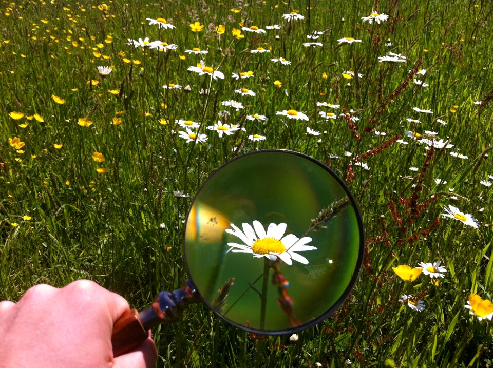 Green outdoors grass