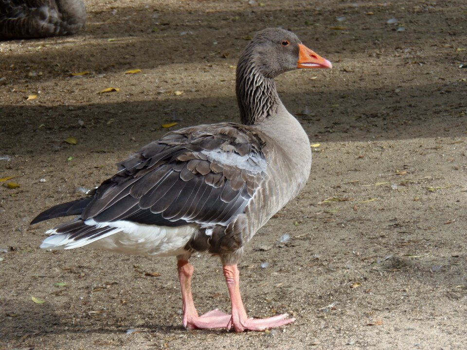 Oca animals birds